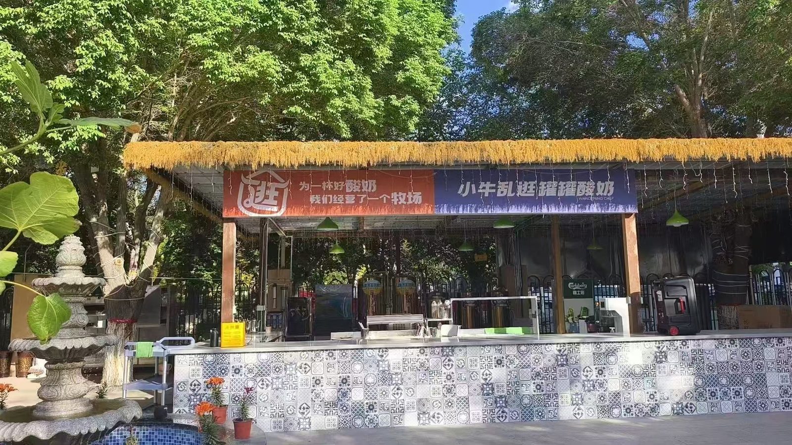 乌鲁木齐新市区馀钱小院的院子里，吧台上方挂着小牛乱逛的两块牌子